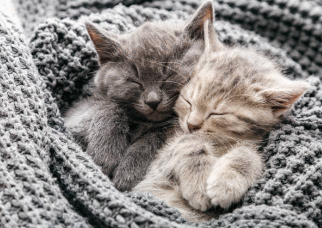 From Spooky to Snuggly: It’s Maximum Cuddles Month