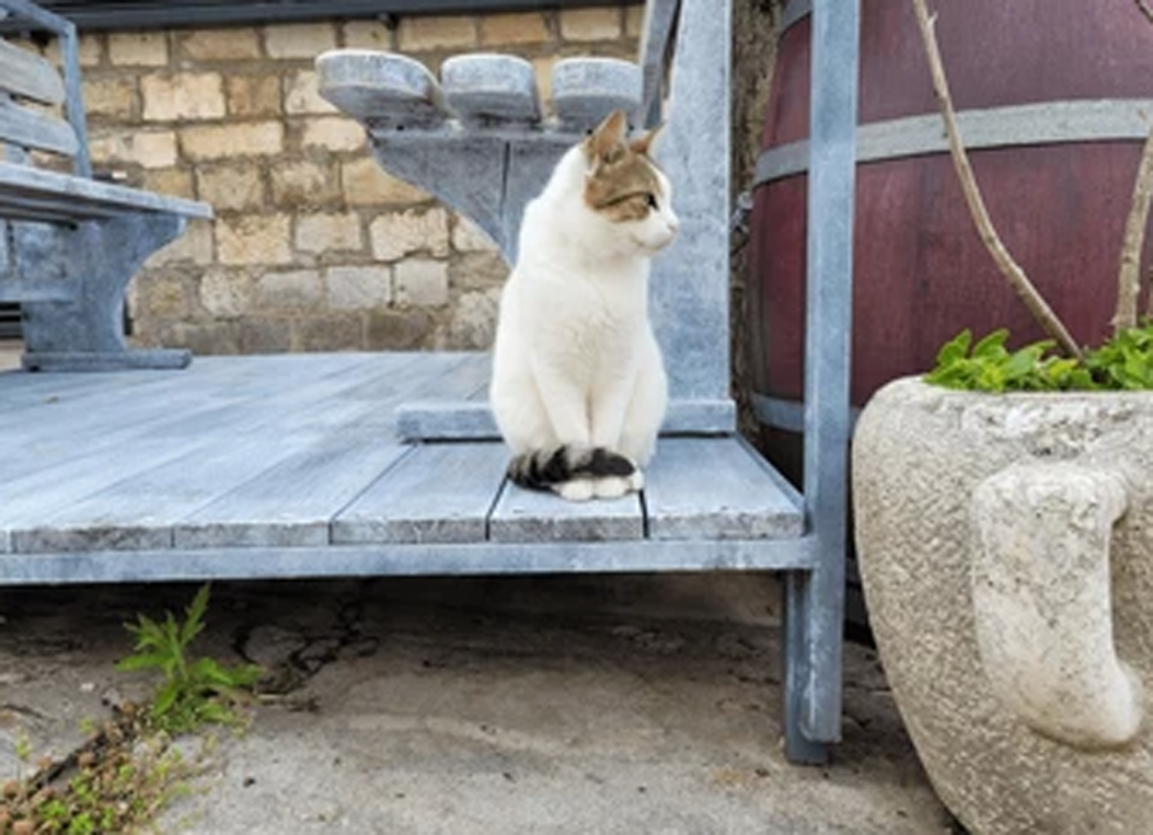 Backyard Security