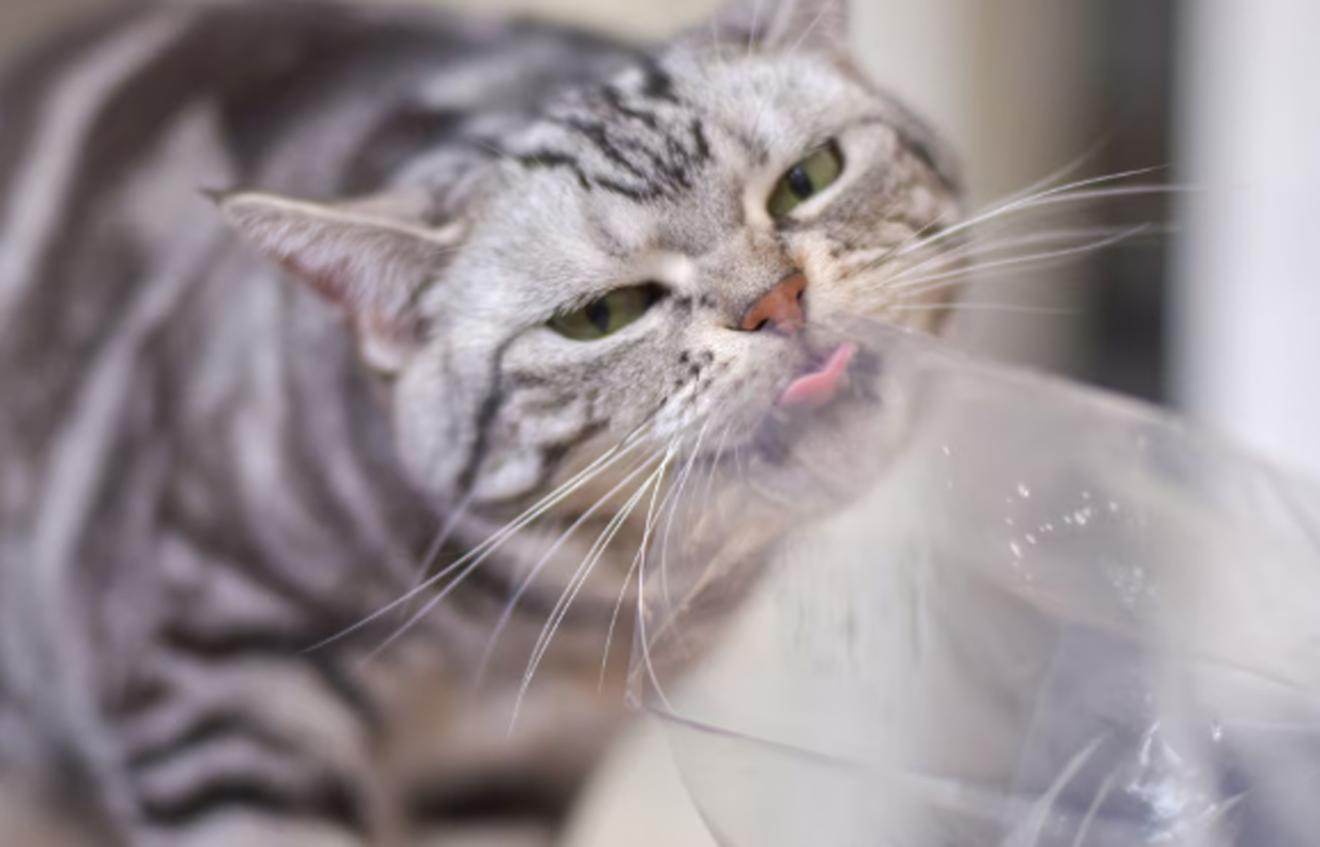 The Tiny Goblin Living in My House – And Her Favorite Sport